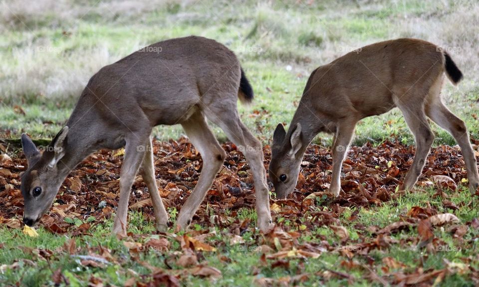 Two young deer feed among the leaves on a crisp fall day