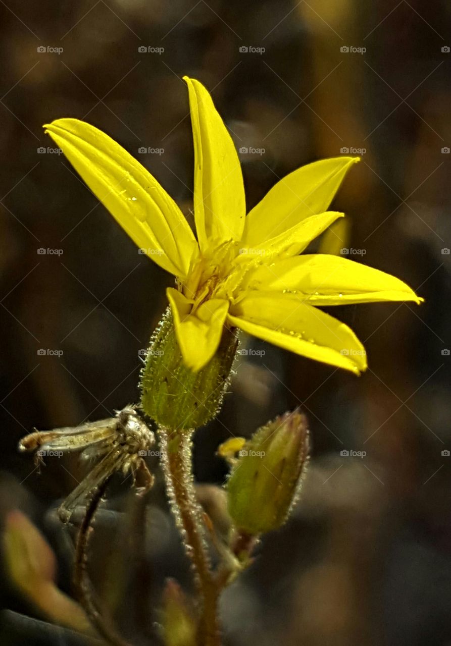 No Person, Nature, Flower, Outdoors, Leaf