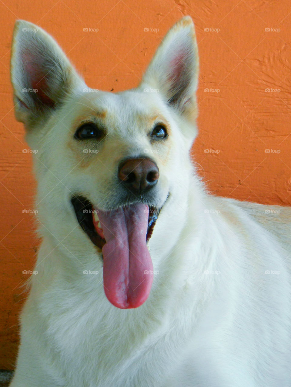 Portrait of a happy dog