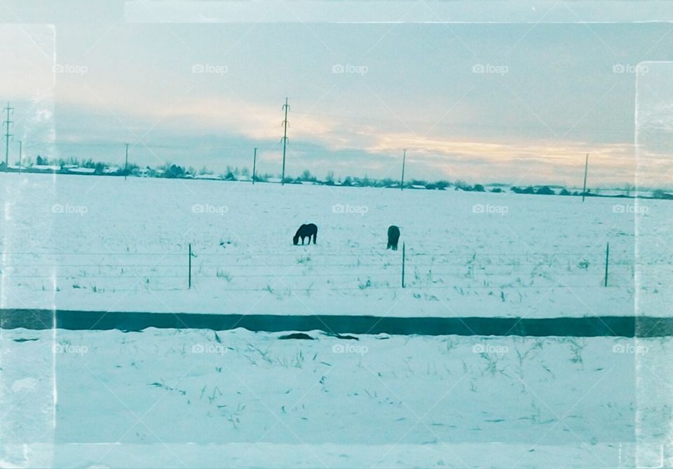 cold horses