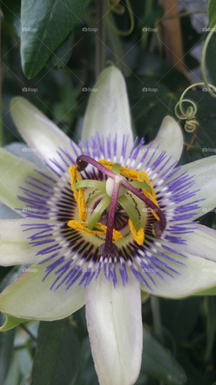 passiflora