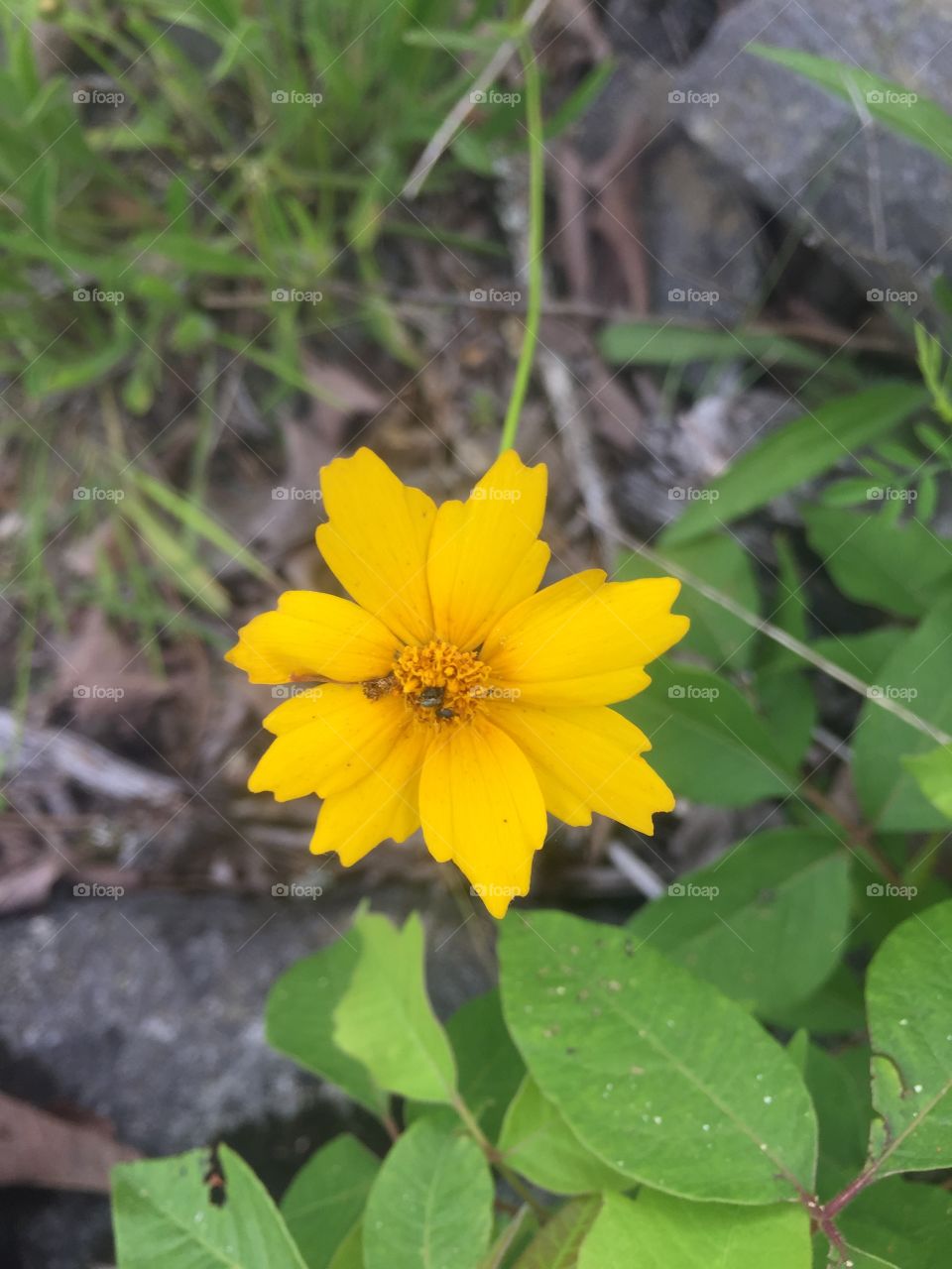 Yellow flower in bloom. 