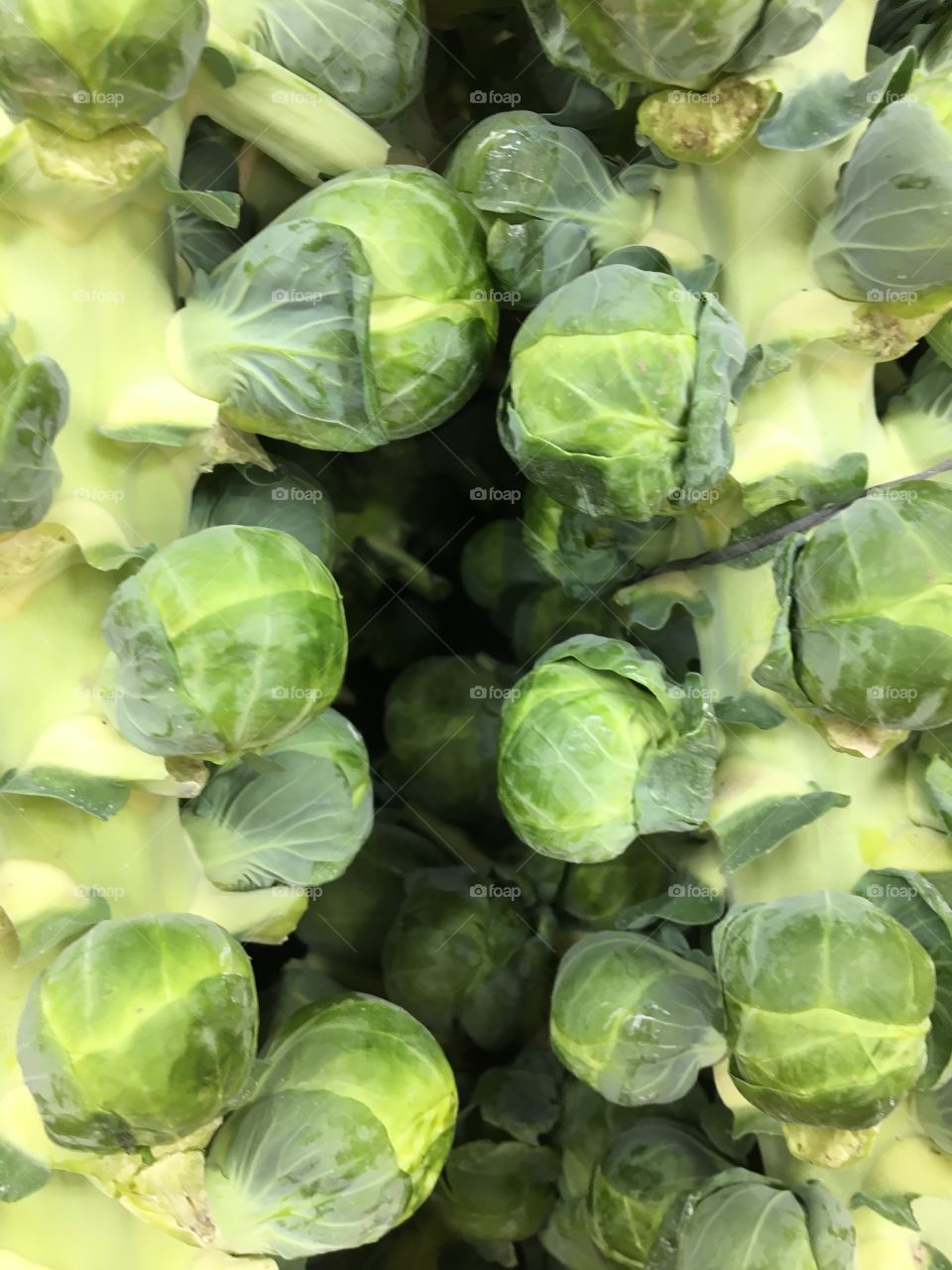 Brussel sprout stocks