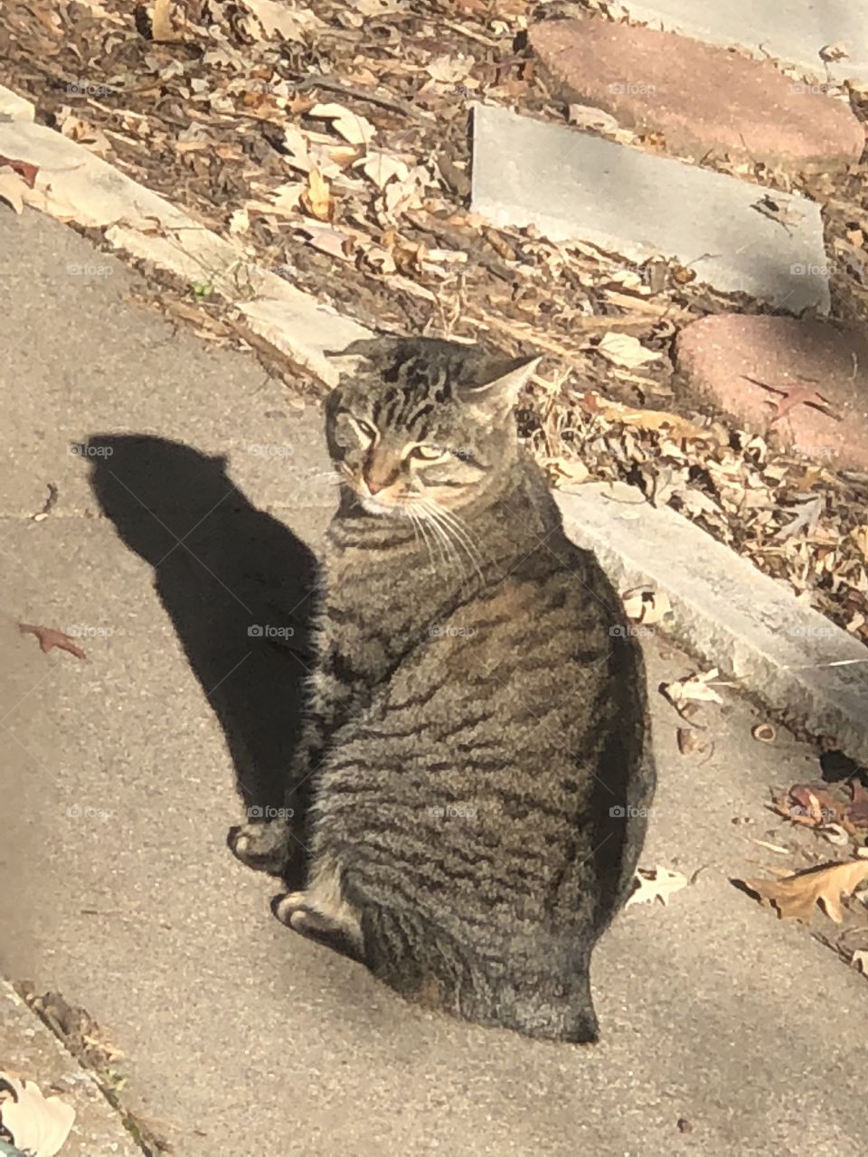 Neighborhood cat