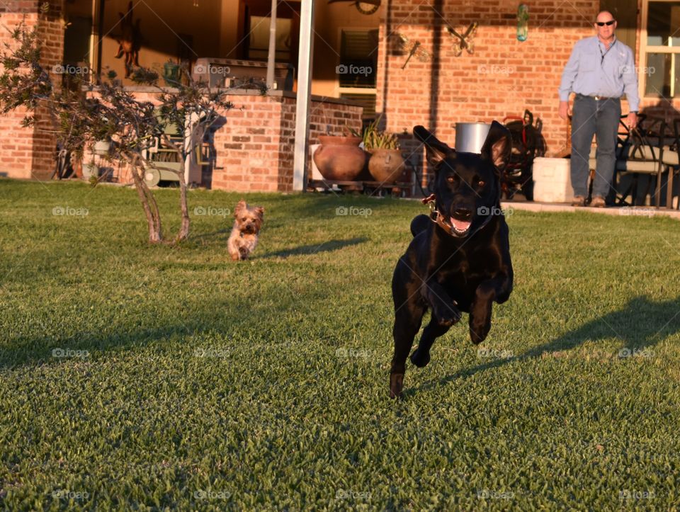 Dogs running in yard