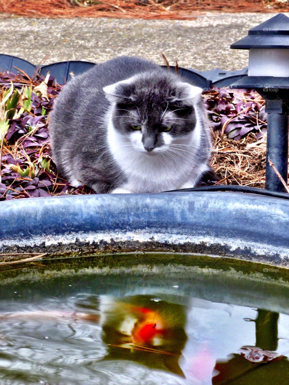 Cat watching the fish