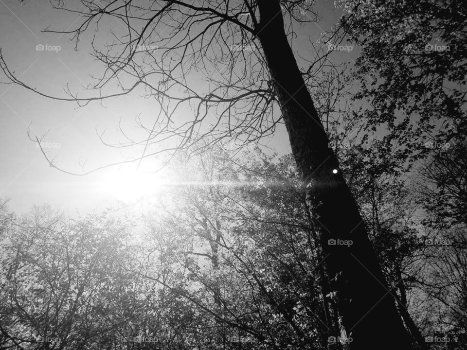 Sunlight through the trees