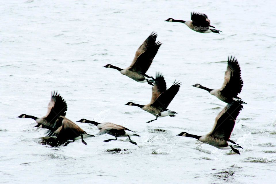 Canada geese flying