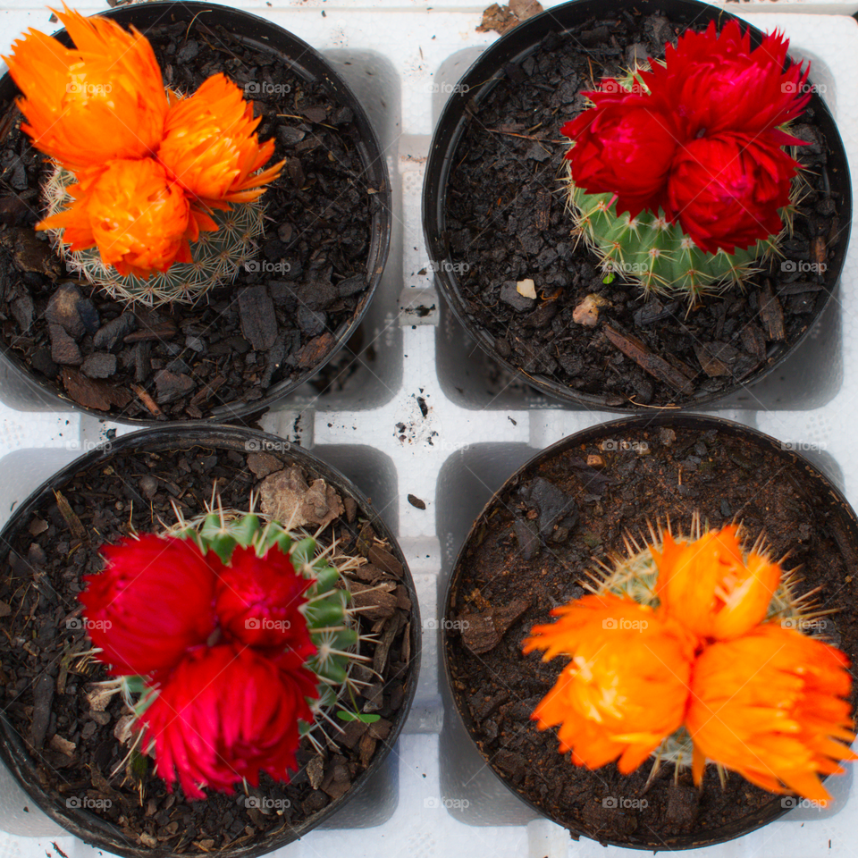 Cacti Symmetry