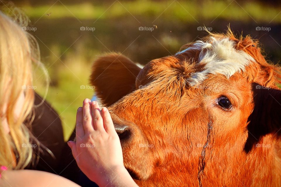 Curious. Bull is curius on the girl