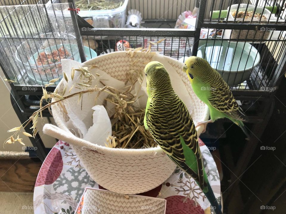 Sitting pretty on the basket Kiwi and Coco 