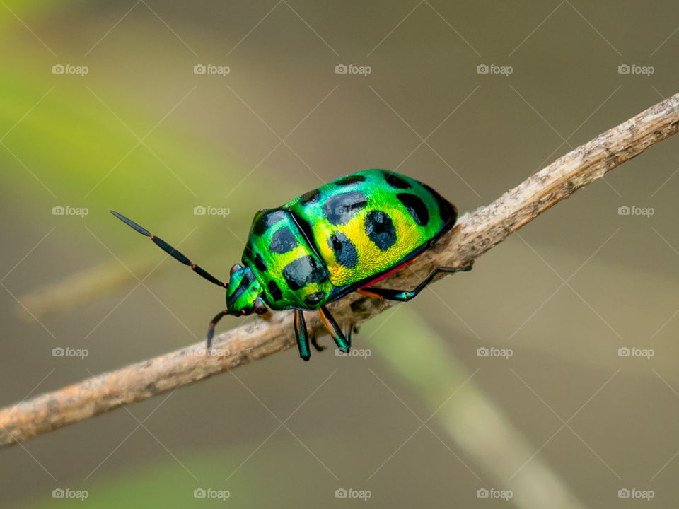 Green Jewel Bug