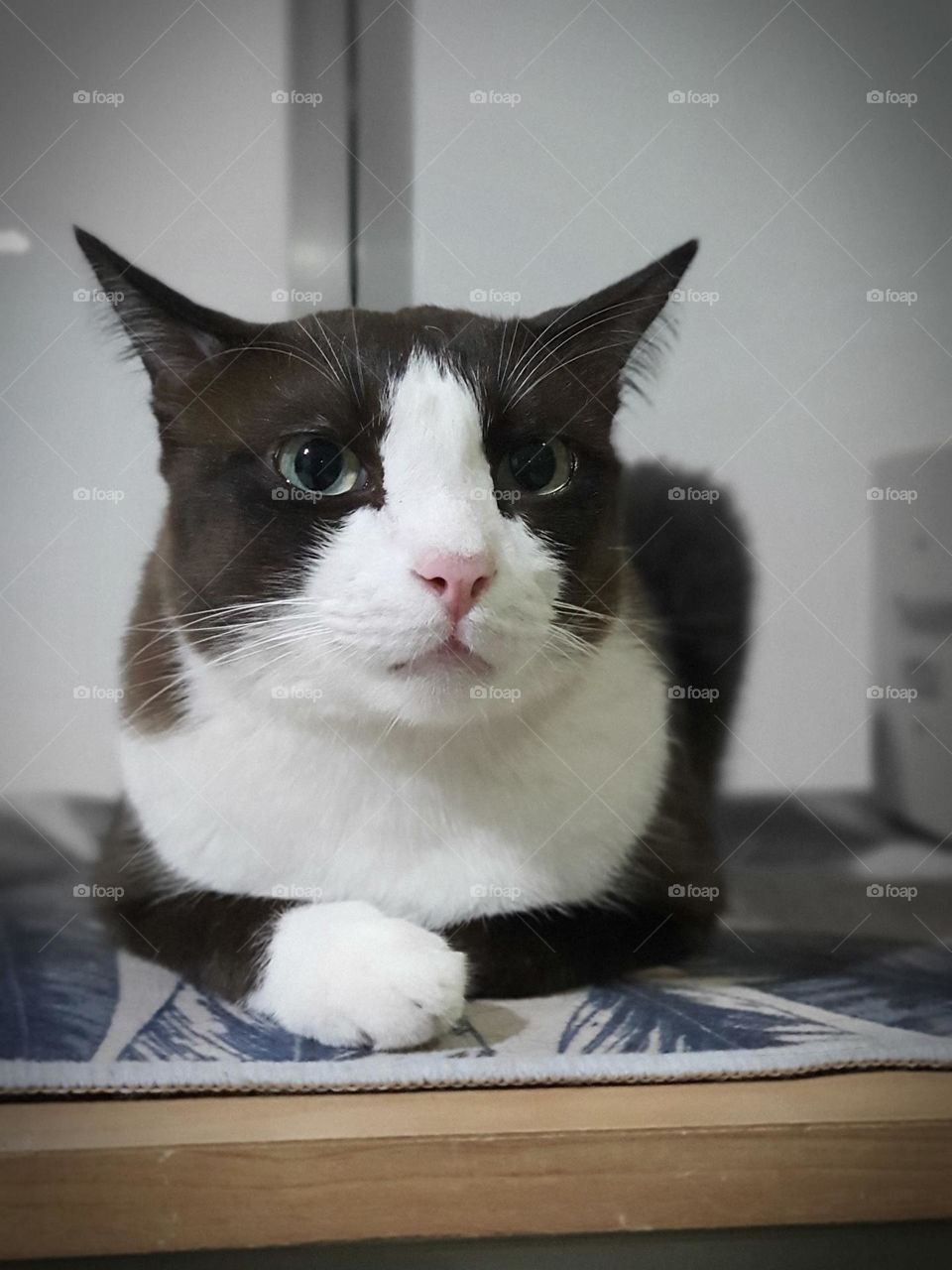 big eyes cat watch out side window