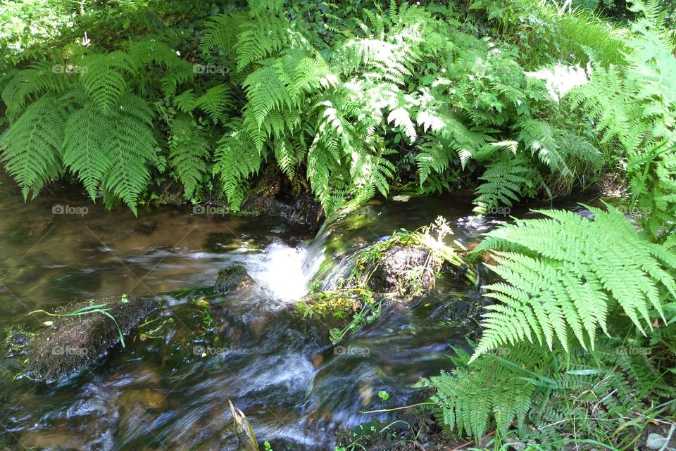 A small stream in the middle of ferns, a ray of sunlight illuminates the movement of water on stones.