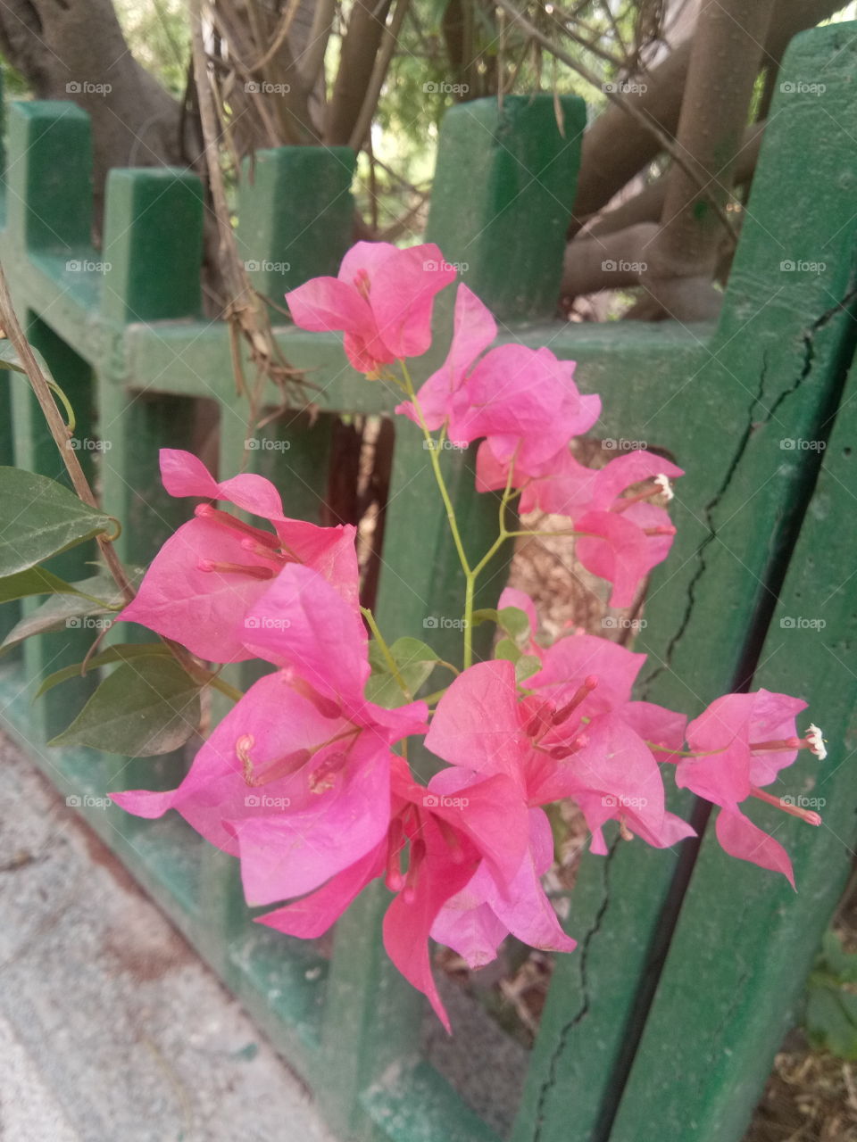 beautiful  flowers..