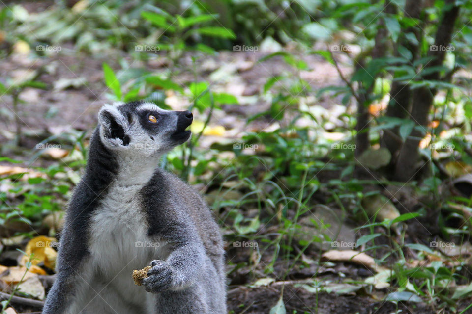 Lemur being amazed. A ring-tailed lemur looking around like he is amazed by something in the wild animal zoo, shanghai, china.