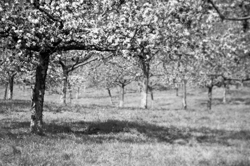 Black and white cherry blossoms