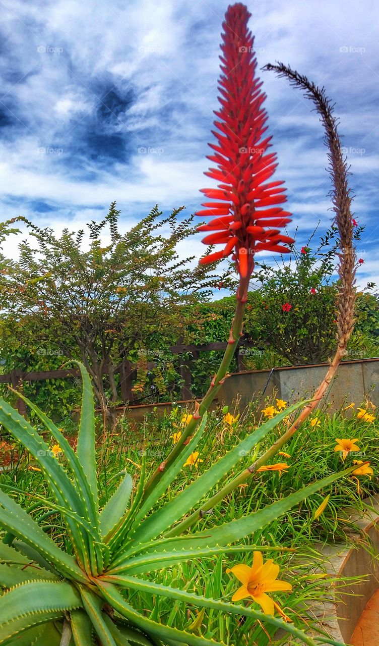 plantas e flores - plants And flowers