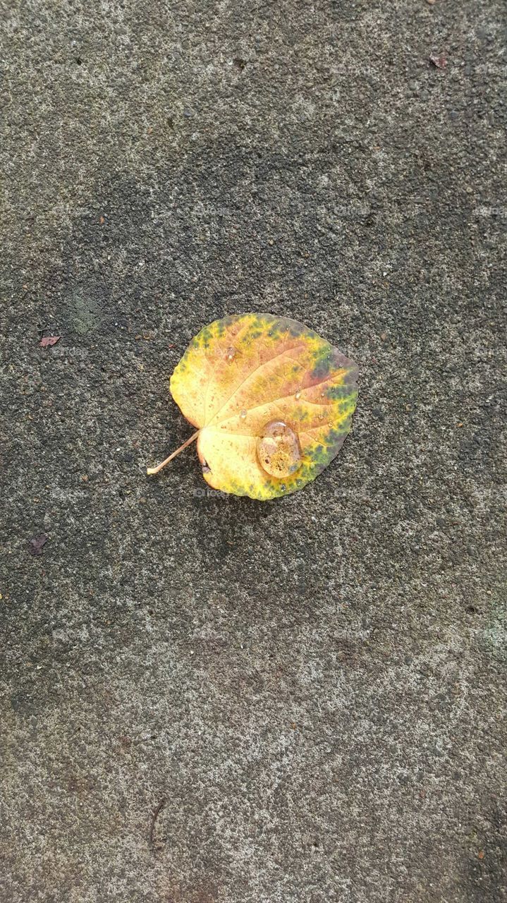 Rain drop an Leaf