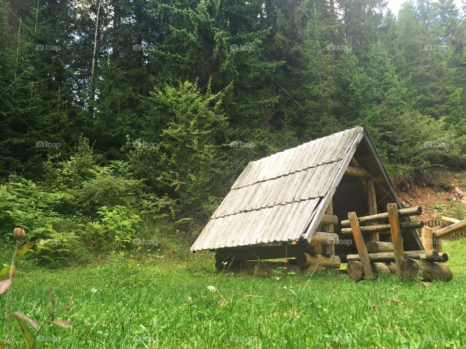 Cabin in wild
