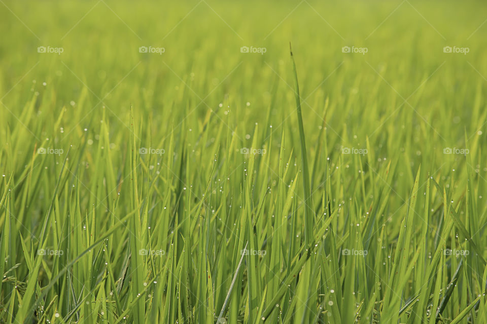 Water drops on the leaves of rice in the field.