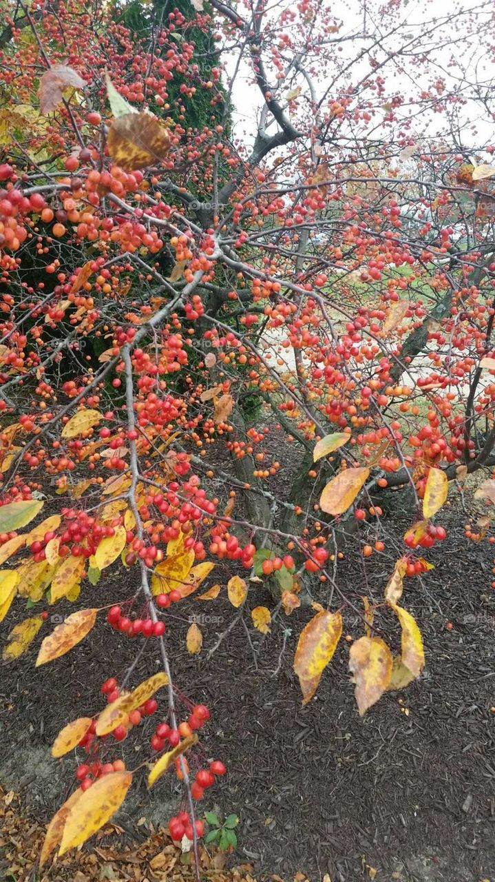 a bush in the fall