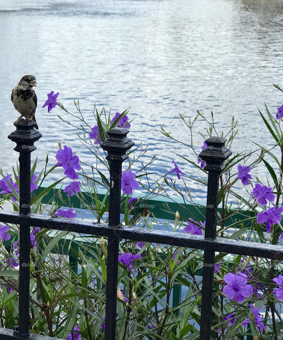 Little bird on a gate