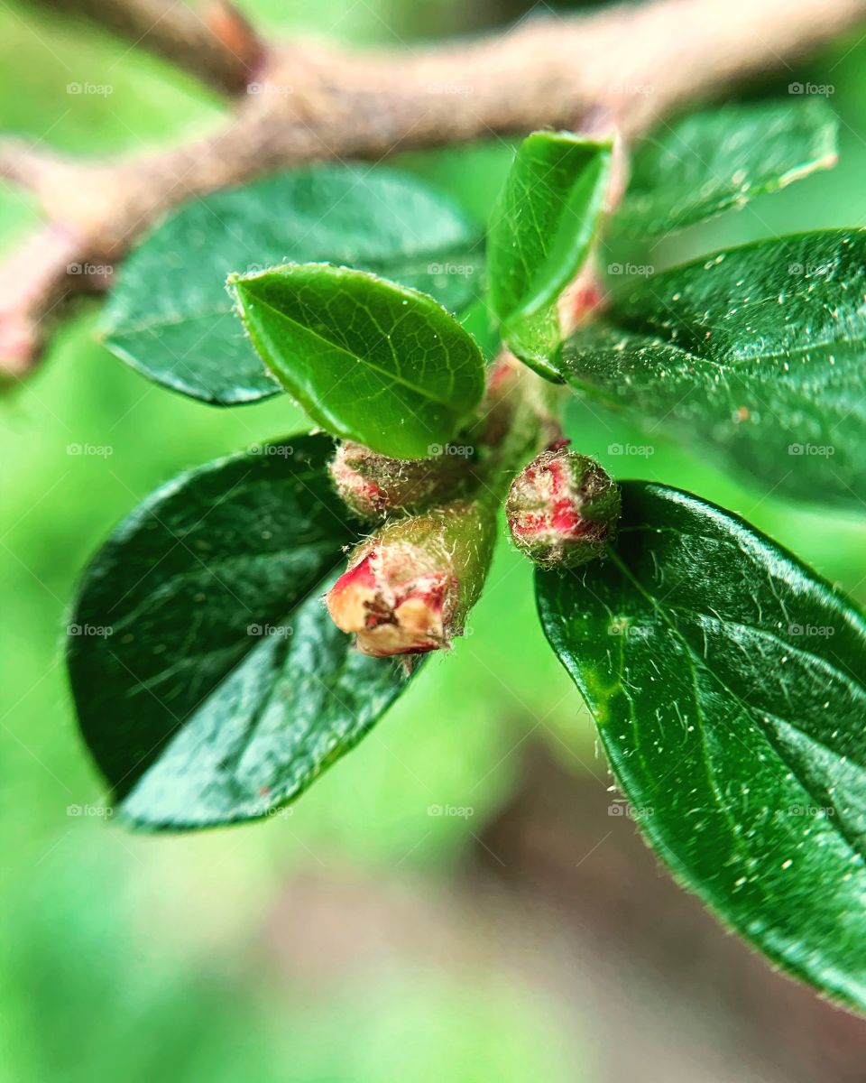 Buds of rockspray cotoneaster surrounded by green leaves background. Outdoor garden.