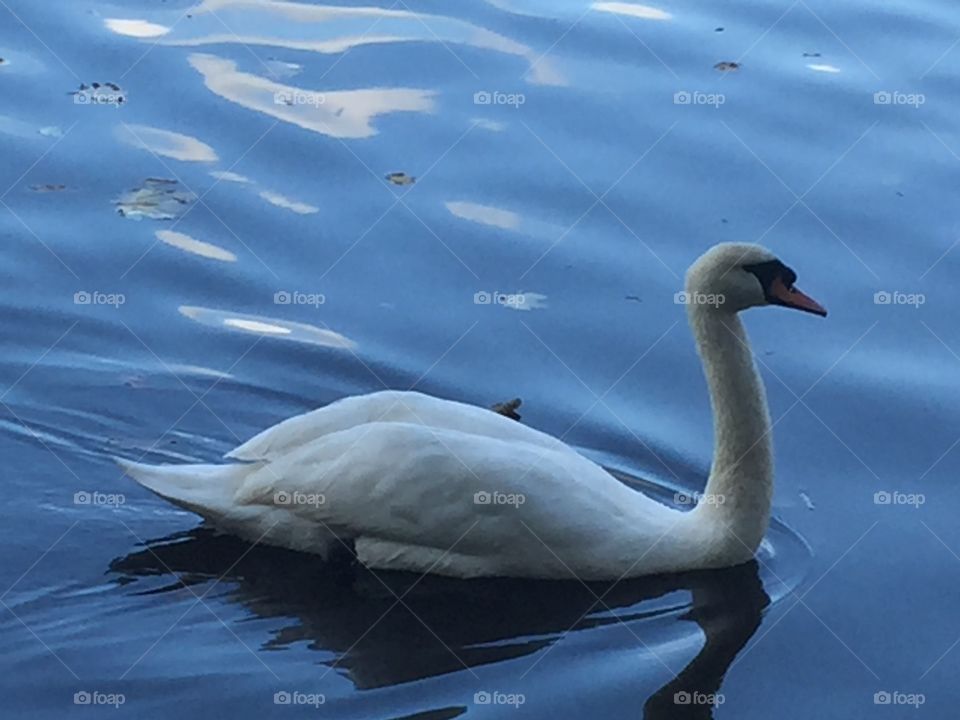 White swan spotted in a park