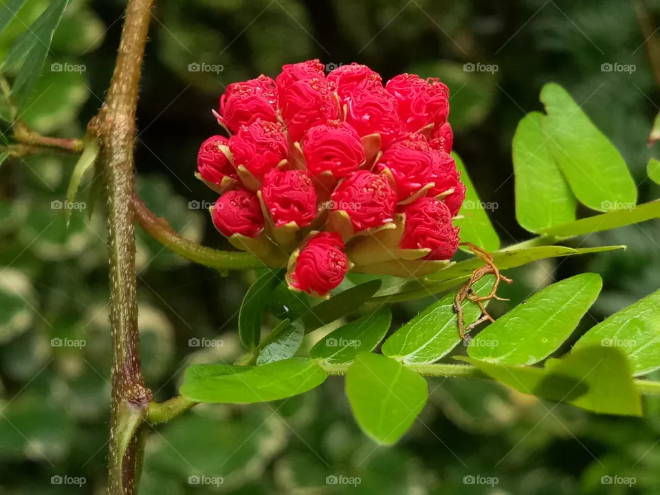 Flower