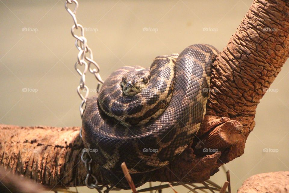 A slippery python, slung over its branch in its enclosure, held up by a chain.  It’s beady eyes glaring at the outside world