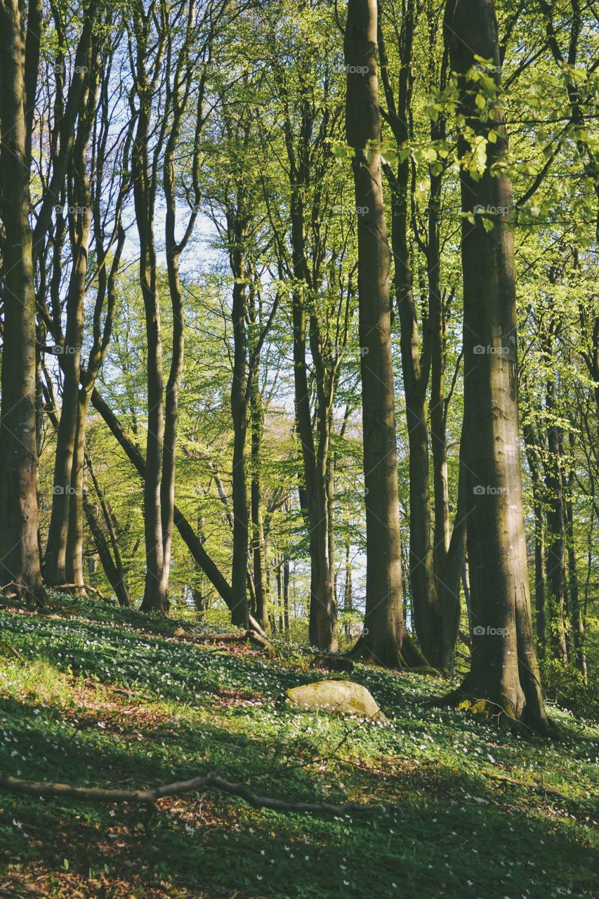 Wood, No Person, Tree, Landscape, Leaf