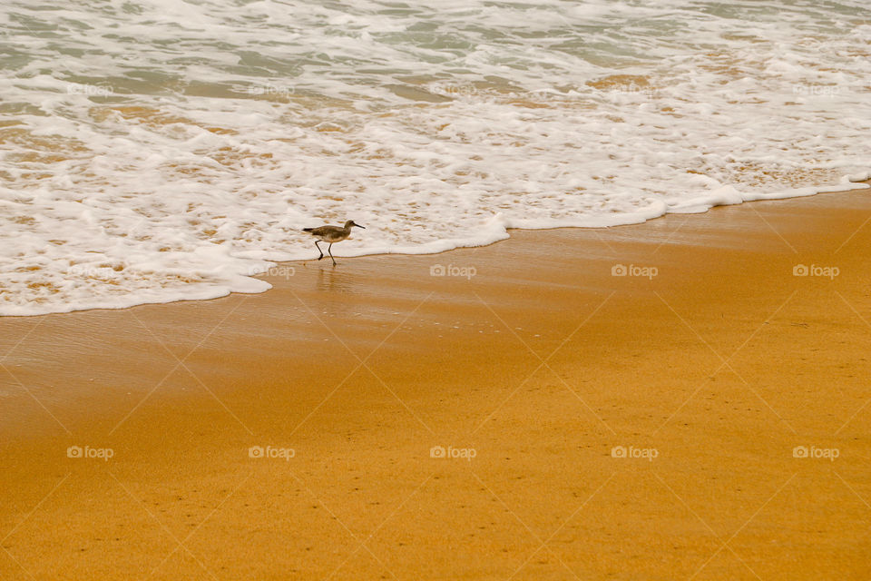 Looking for sand crabs 