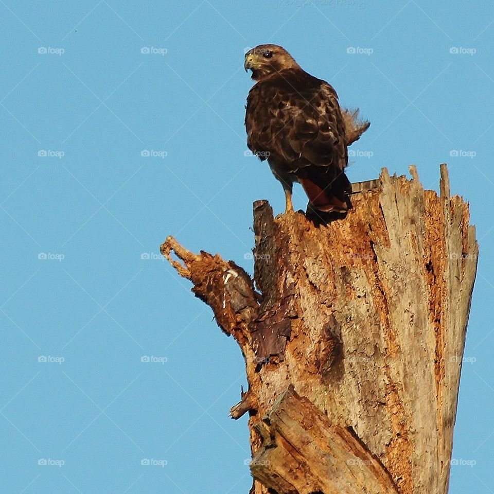 Juvenile Eagle . Juvenile Eagle near Lake Apopka