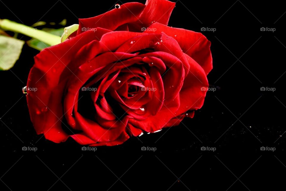 Red rose, flower, botanical 