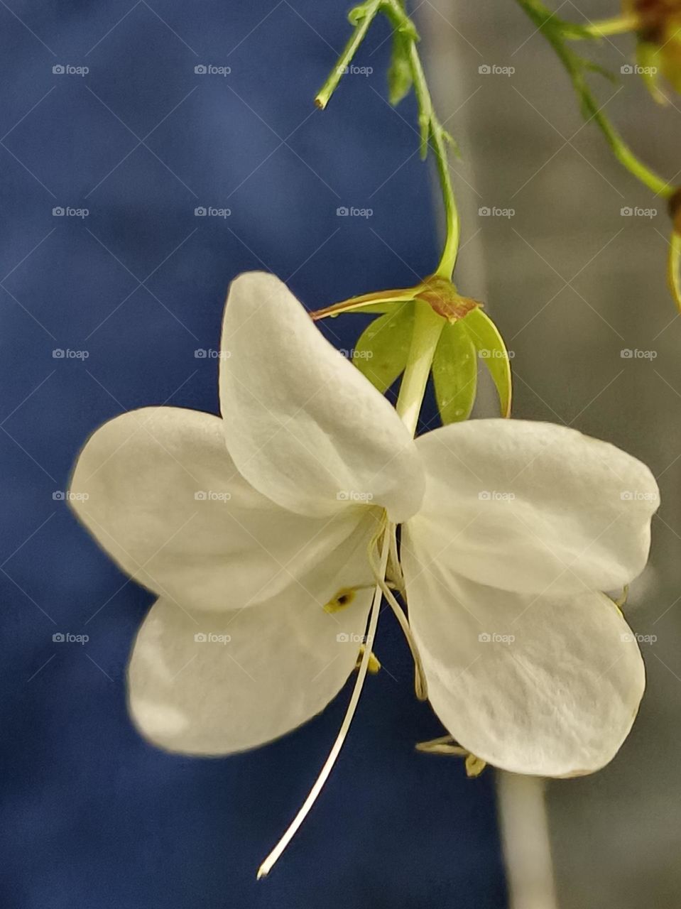 Clerodendrum laevifolium