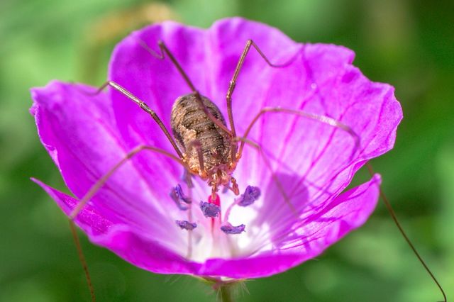 Big Daddy Dines On Pollen