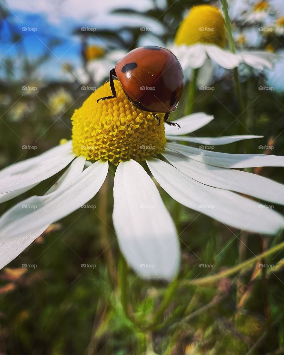 Ladybug