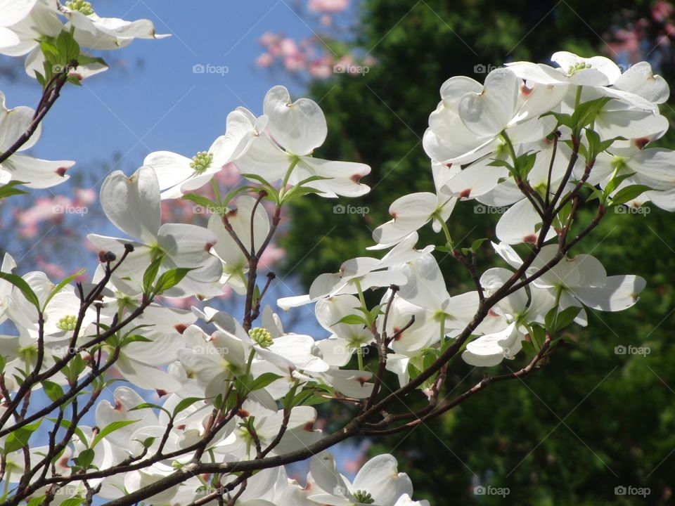 Dogwoods - White and Pink