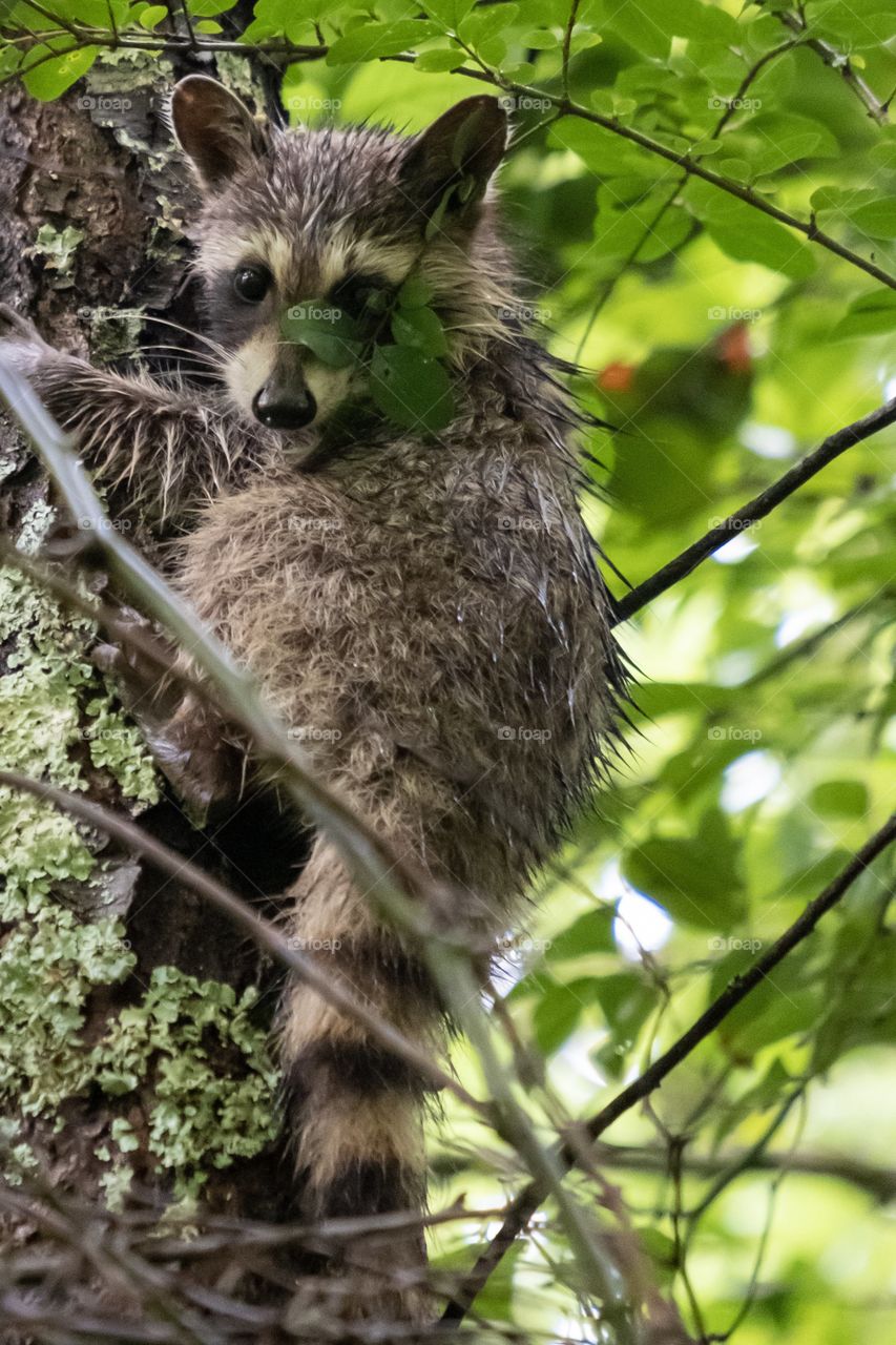 Foap, Wild Animals of the United States: A curious juvenile raccoon peers down from climbing a tree at Barfield Crescent Park in Murfreesboro Tennessee. 