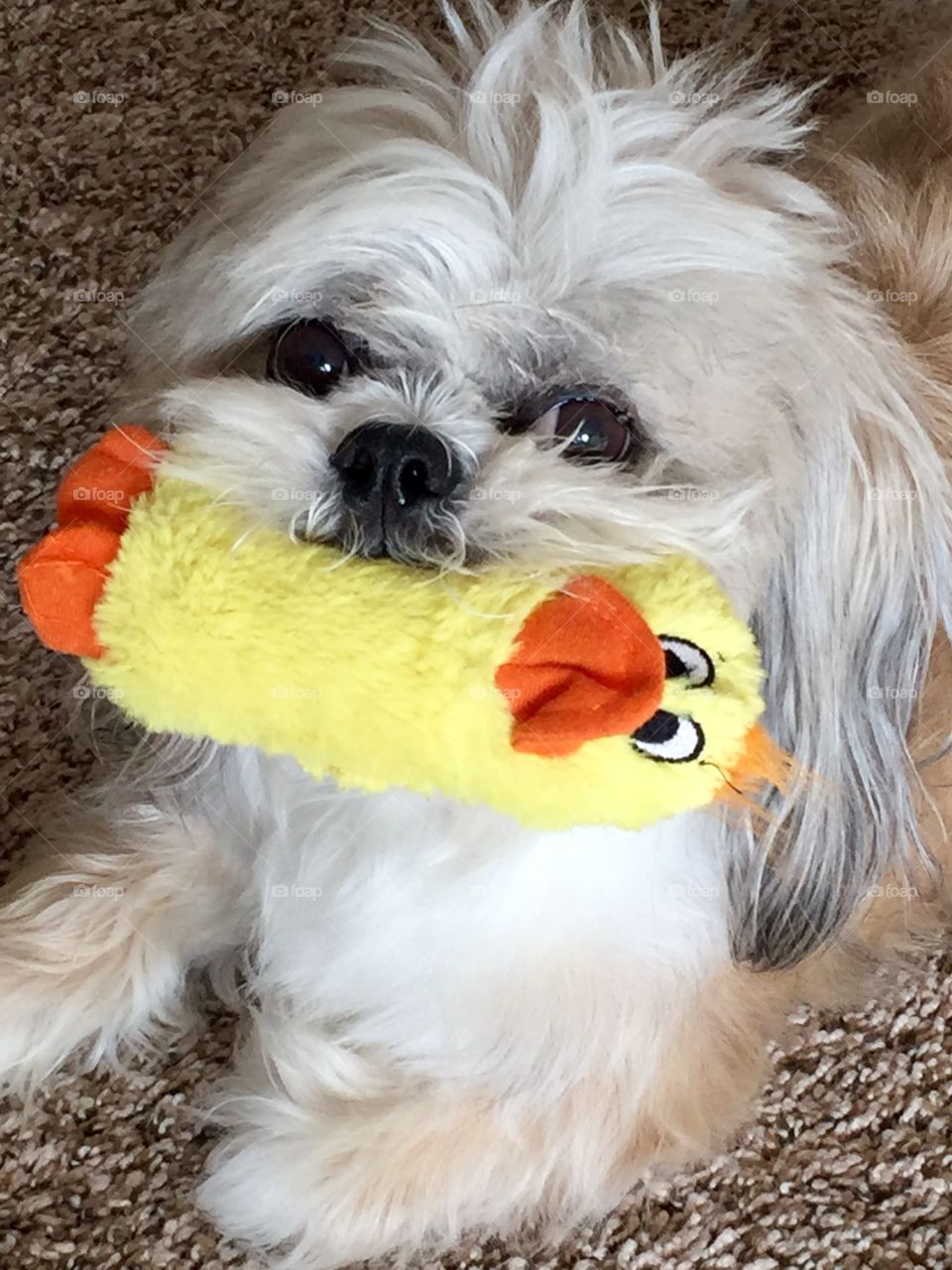 Baci & Ducky