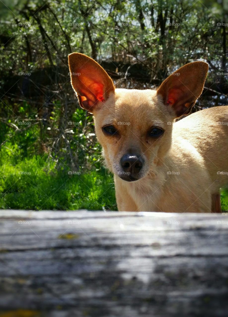 Cute Small Tan Dog with Large  Ears on Sunny Day in the Park