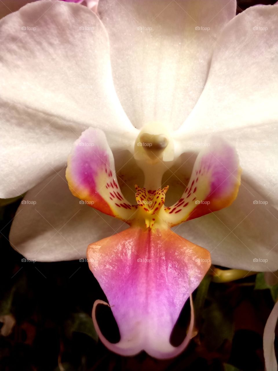 close-up of pink orchid