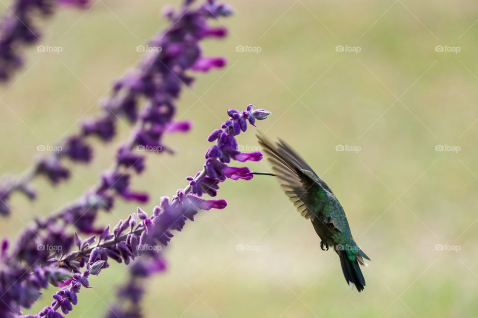 picaflor comiendo nectar