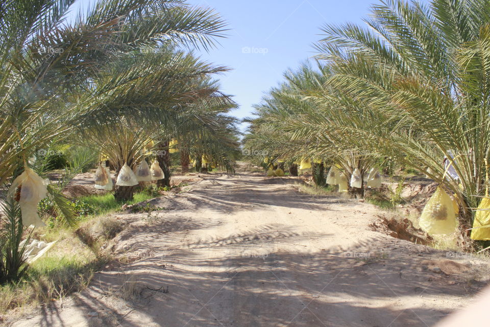Palm Oasis