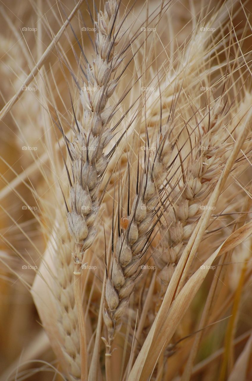 Wheat. Close up of wheat