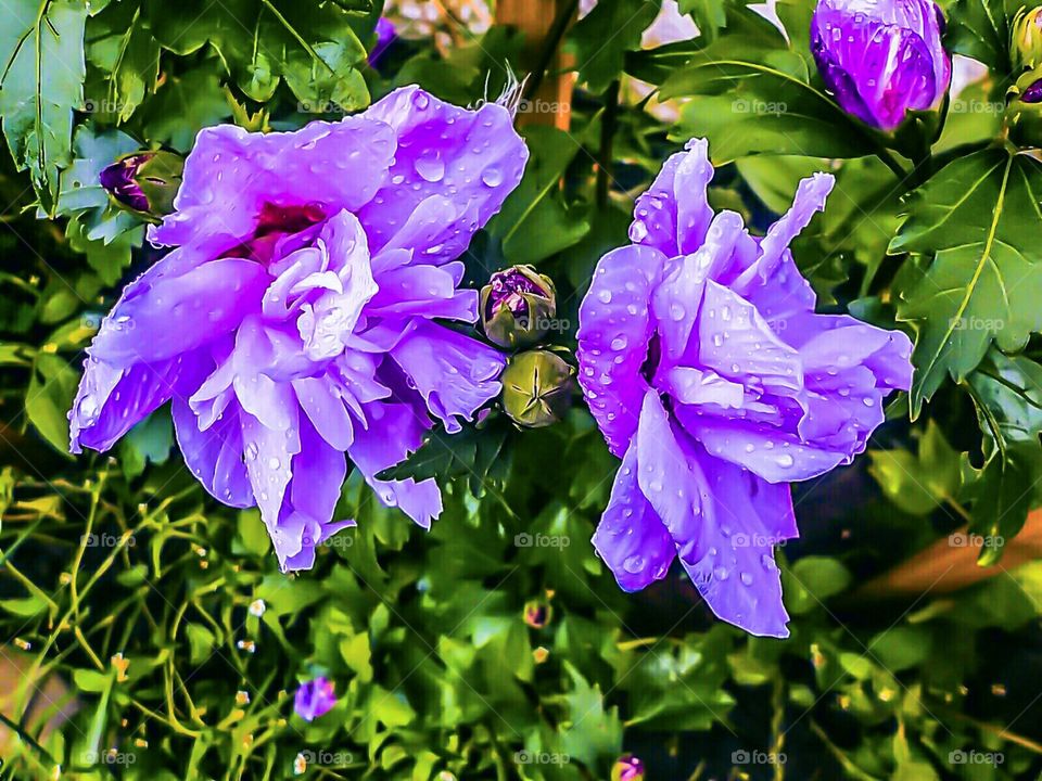 Hibiscus violet nature garden by elvio