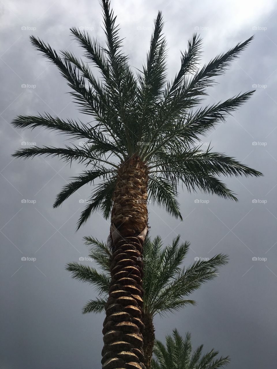 Palm trees 