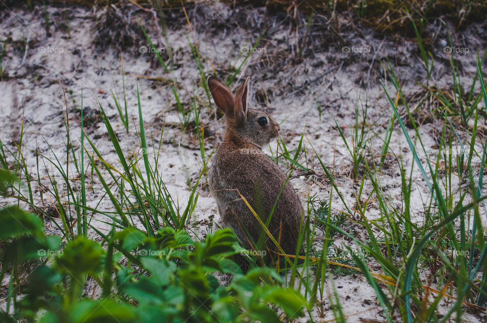 Just a bunny chilling around