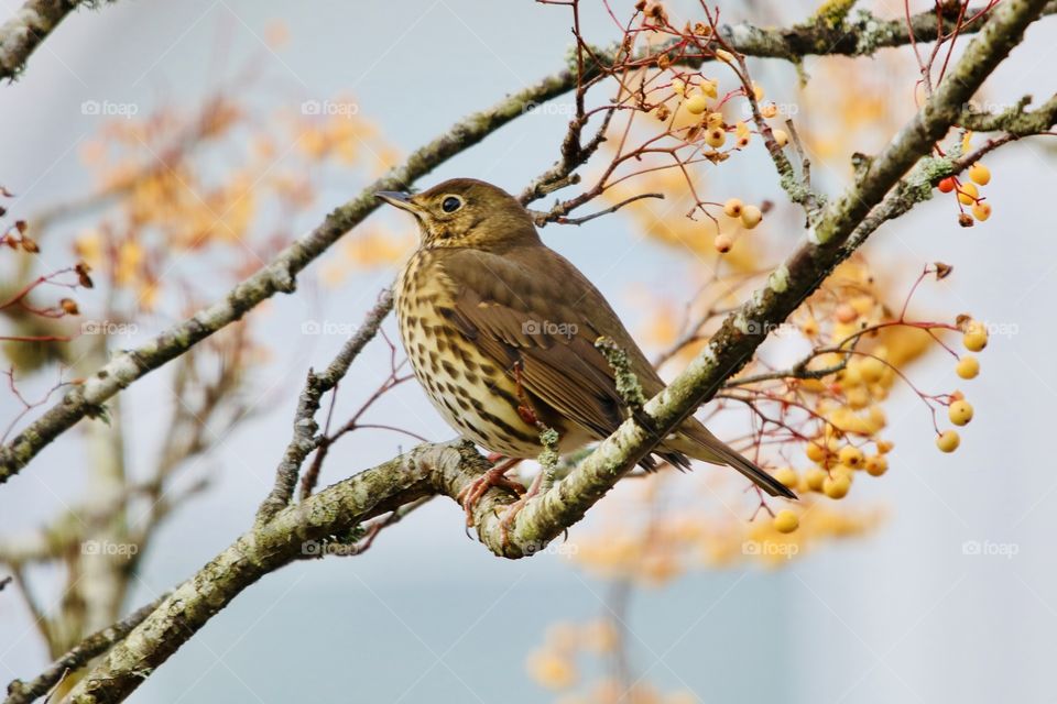 female blackbird on a branch between rowan